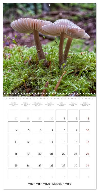 Produktbild: Champignons grignot&eacute;s (Calendrier mural carr&eacute; 2026 30x30 cm) Calendrier double avec une page pour vos prises de notes