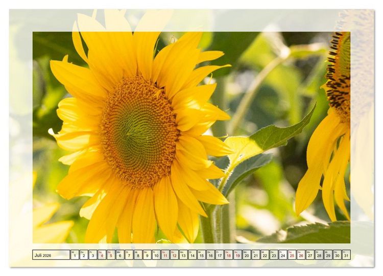 Produktbild: Jeden Monat in der Natur (Wandkalender 2026 DIN A2 quer), CALVENDO Monatskalender