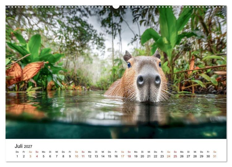 Produktbild: Capybara - die Ruhe als Lebensform (hochwertiger Premium Wandkalender 2027 DIN A2 quer), Kunstdruck in Hochglanz