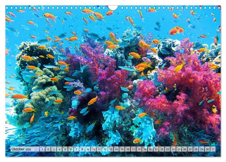 Produktbild: Abenteuer Riff - bunte Unterwasserwelt (Wandkalender 2026 DIN A3 quer), CALVENDO Monatskalender