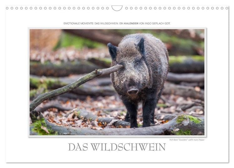 Produktbild: Emotionale Momente: Das Wildschwein. (Wandkalender 2026 DIN A3 quer), CALVENDO Monatskalender