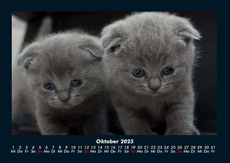 Produktbild: F&uuml;r Katzenfreunde 2025 Fotokalender DIN A4