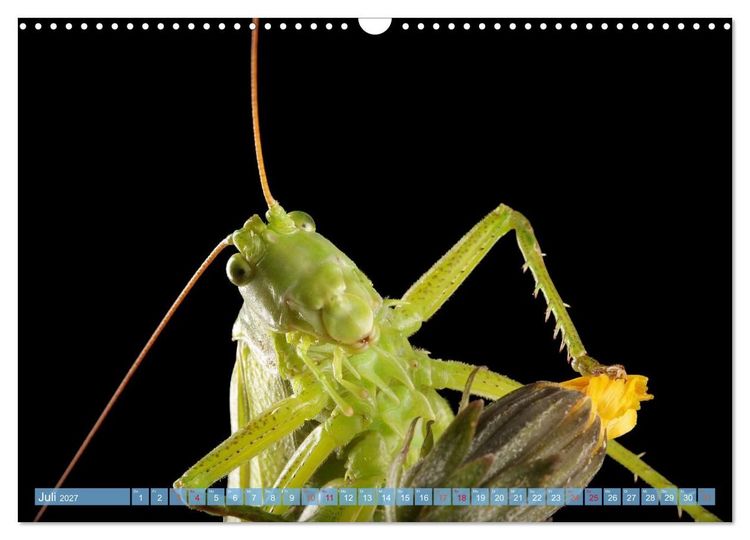 Produktbild: INSEKTENGESICHTER (Wandkalender 2027 DIN A3 quer), CALVENDO Monatskalender
