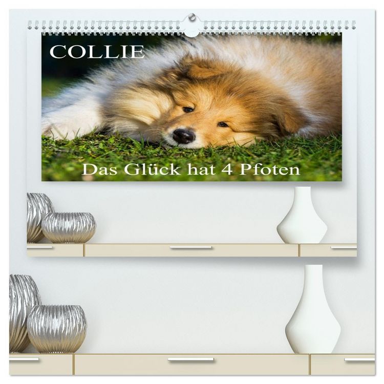 Produktbild: Collie - Das Gl&uuml;ck hat 4 Pfoten (hochwertiger Premium Wandkalender 2026 DIN A2 quer), Kunstdruck in Hochglanz