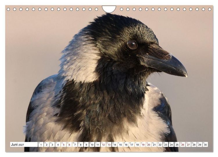 Produktbild: Im Auge der Kr&auml;he (Wandkalender 2027 DIN A4 quer), CALVENDO Monatskalender
