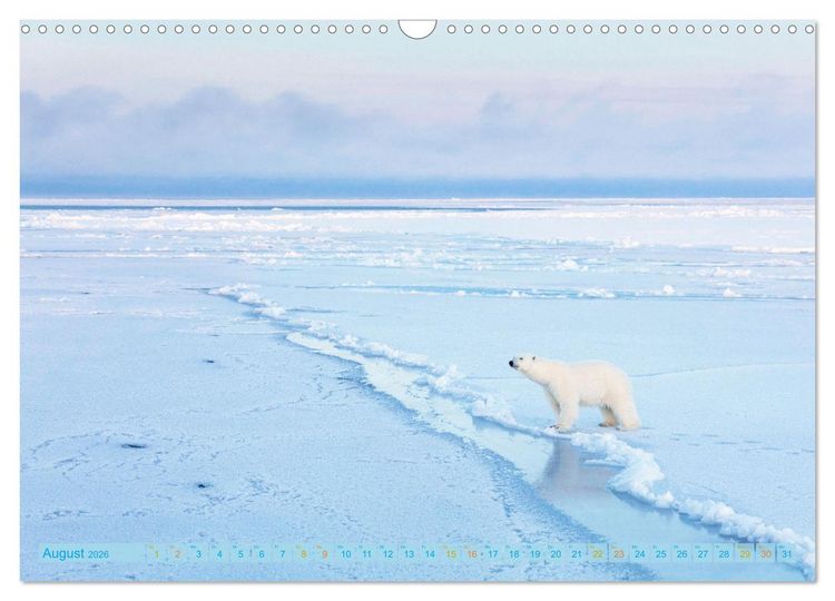 Produktbild: Eisb&auml;ren: Lebensk&uuml;nstler im Eis (Wandkalender 2026 DIN A3 quer), CALVENDO Monatskalender