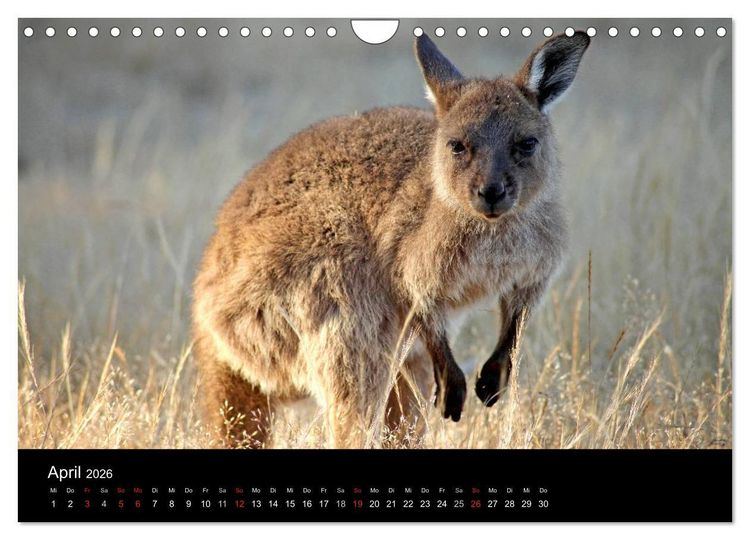 Produktbild: Australien (Wandkalender 2026 DIN A4 quer), CALVENDO Monatskalender