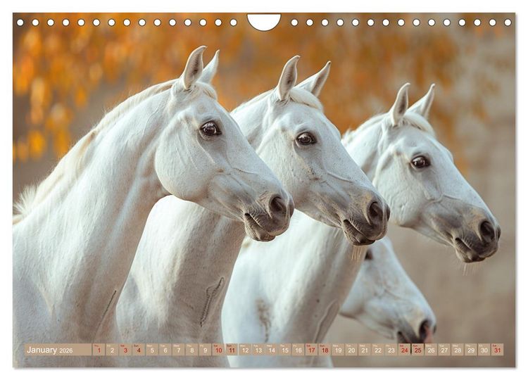Produktbild: White Horses in Splendor (Wall Calendar 2026 DIN A4 landscape), CALVENDO 12 Month Wall Calendar