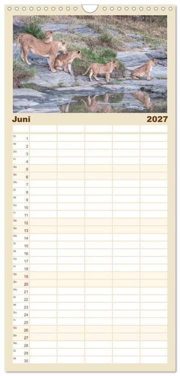 Produktbild: Familienplaner 2027 - L&ouml;wen - Raubkatzen Afrikas mit 5 Spalten (Wandkalender, 21 x 45 cm) CALVENDO