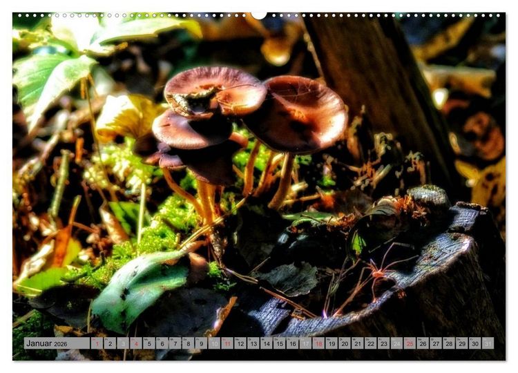 Produktbild: Spaziergang durch den Zauberwald (Wandkalender 2026 DIN A2 quer), CALVENDO Monatskalender