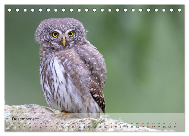 Produktbild: Fantastische Vogelwelt Slowenien (Tischkalender 2026 DIN A5 quer), CALVENDO Monatskalender