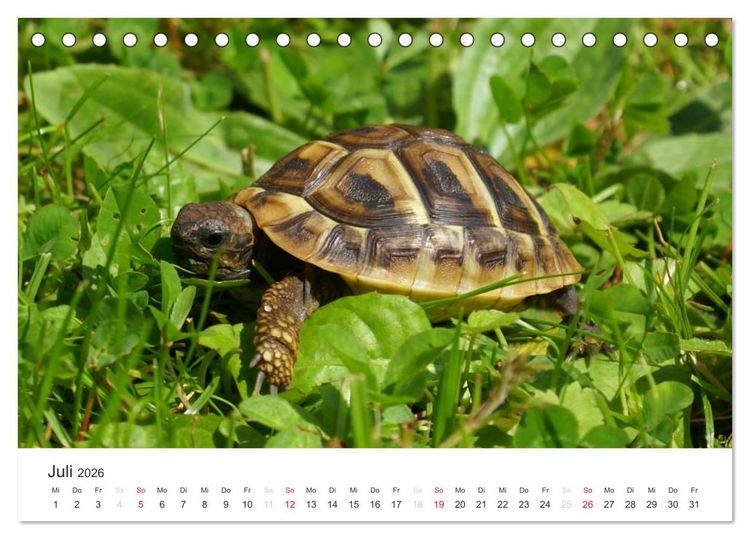 Produktbild: Das Leben der Reptilien (Tischkalender 2026 DIN A5 quer), CALVENDO Monatskalender
