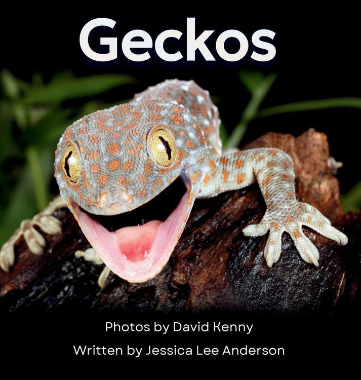 Produktbild: Geckos