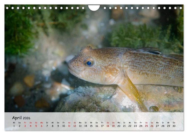 Produktbild: Faszination Fische (Wandkalender 2026 DIN A4 quer), CALVENDO Monatskalender