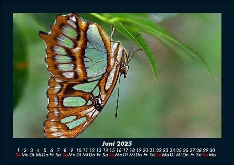 Produktbild: Bunte Pracht der Schmetterlinge 2025 Fotokalender DIN A5