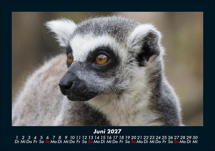 Produktbild: Der Tierkalender 2027 Fotokalender DIN A5