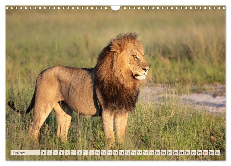 Produktbild: Wildes Okavangodelta (Wandkalender 2026 DIN A3 quer), CALVENDO Monatskalender