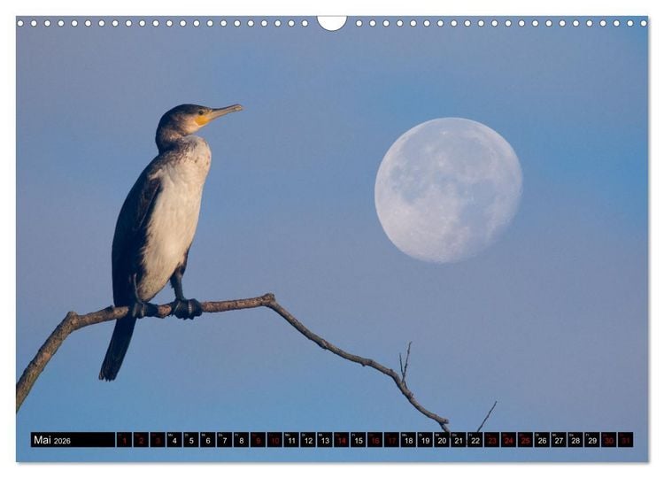 Produktbild: Der Kormoran - Ein intelligenter Fischj&auml;ger (Wandkalender 2026 DIN A3 quer), CALVENDO Monatskalender