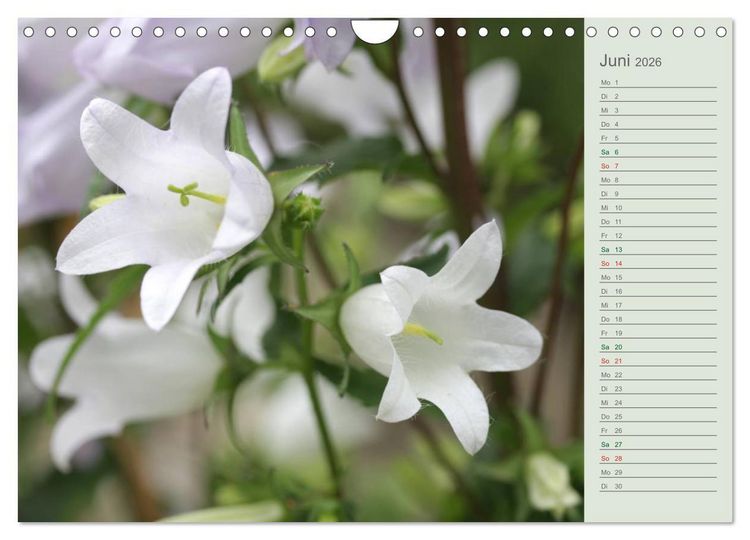 Produktbild: Liebenswerte Gl&ouml;ckchen (Wandkalender 2026 DIN A4 quer), CALVENDO Monatskalender