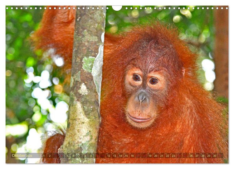 Produktbild: Orang Utans Sumatras Waldmenschen (Wandkalender 2026 DIN A3 quer), CALVENDO Monatskalender