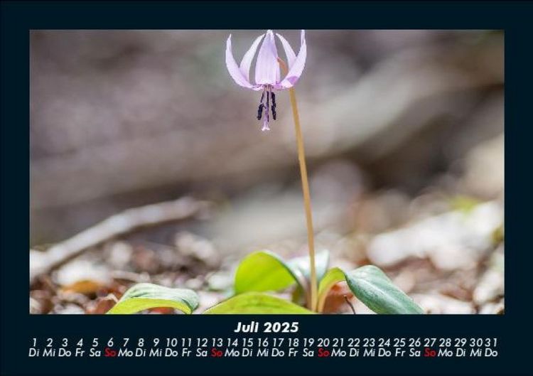 Produktbild: Blumenzauber 2025 Fotokalender DIN A5