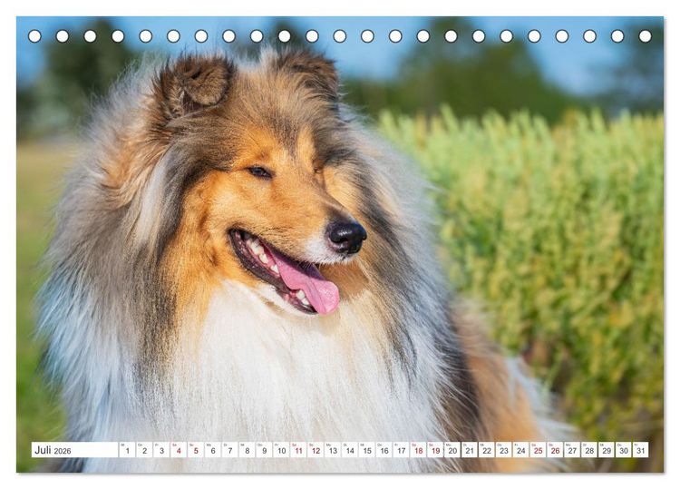 Produktbild: Der Collie - ein Hund f&uuml;rs Herz (Tischkalender 2026 DIN A5 quer), CALVENDO Monatskalender