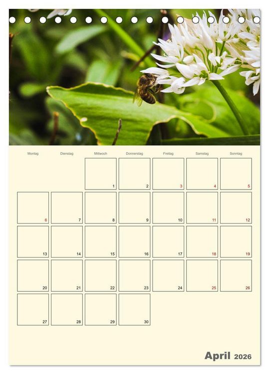 Produktbild: Bienen im Naturgarten (Tischkalender 2026 DIN A5 hoch), CALVENDO Monatskalender