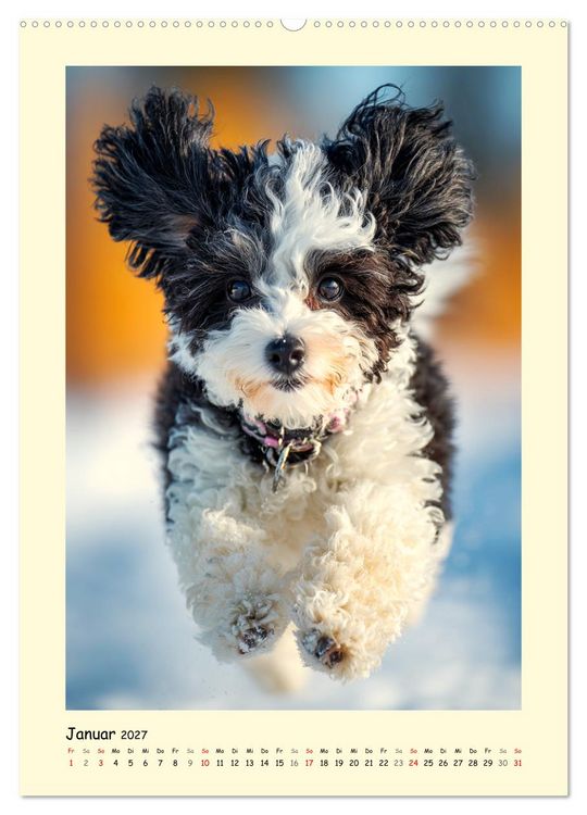 Produktbild: Pudelzauber. Flauschige Hunde f&uuml;r Herz und Seele (Wandkalender 2027 DIN A2 hoch), CALVENDO Monatskalender