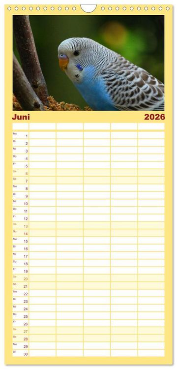 Produktbild: Familienplaner 2026 - Wellensittichkalender! - Das Original mit 5 Spalten (Wandkalender, 21 x 45 cm) CALVENDO