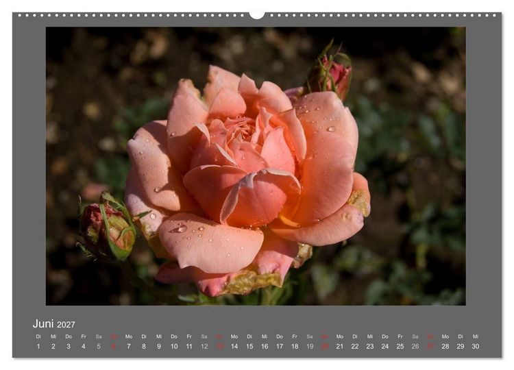 Produktbild: Madeiras Blumenwelt (Wandkalender 2027 DIN A2 quer), CALVENDO Monatskalender