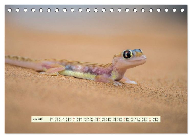 Produktbild: Reptilien des s&uuml;dlichen Afrikas (Tischkalender 2026 DIN A5 quer), CALVENDO Monatskalender