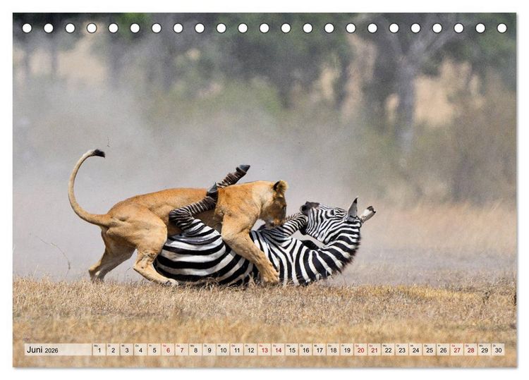 Produktbild: Faszination Afrika: L&ouml;wen (Tischkalender 2026 DIN A5 quer), CALVENDO Monatskalender