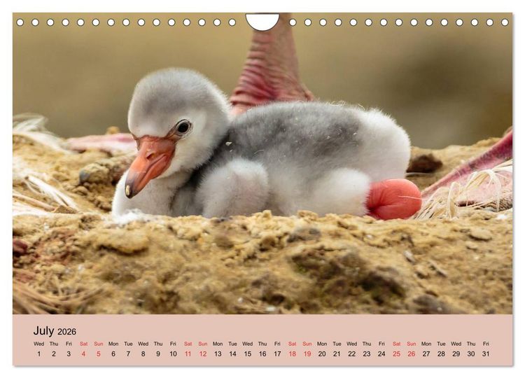 Produktbild: Just Flamingos (Wall Calendar 2026 DIN A4 landscape), CALVENDO 12 Month Wall Calendar