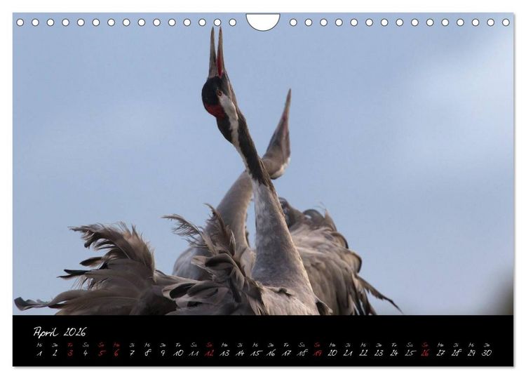 Produktbild: Kraniche - V&ouml;gel des Gl&uuml;cks (Wandkalender 2026 DIN A4 quer), CALVENDO Monatskalender