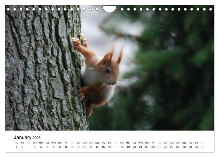 Produktbild: The red squirrels (Wall Calendar 2026 DIN A4 landscape), CALVENDO 12 Month Wall Calendar