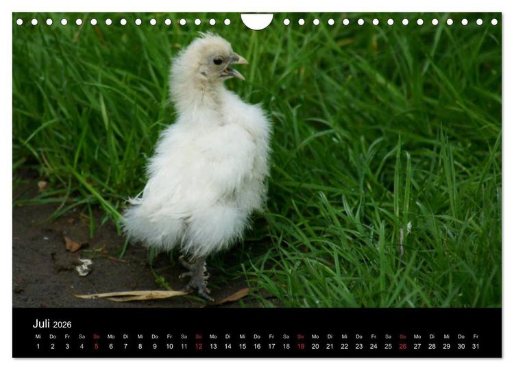 Produktbild: Die Welt der H&uuml;hner (Wandkalender 2026 DIN A4 quer), CALVENDO Monatskalender