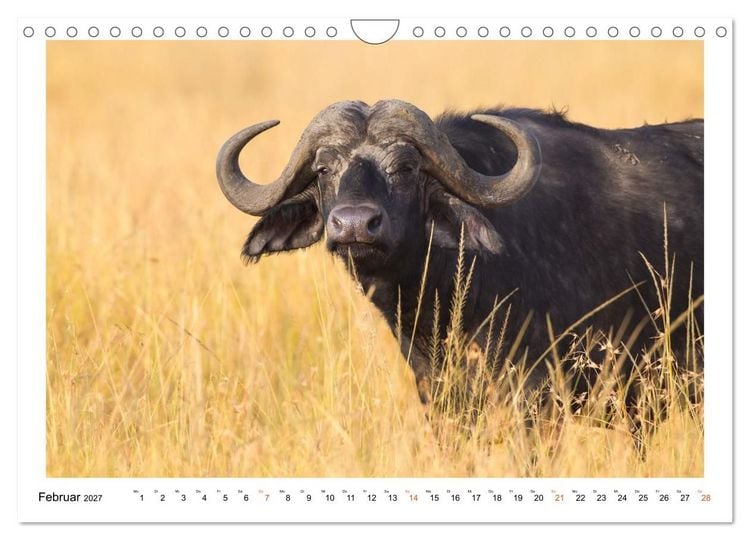 Produktbild: Afrika Wildlife-Fotografien (Wandkalender 2027 DIN A4 quer), CALVENDO Monatskalender