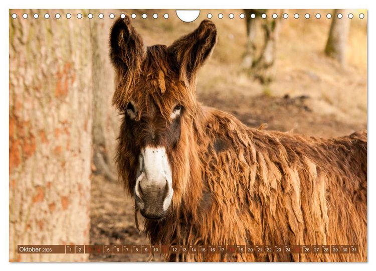 Produktbild: Liebenswerte Langohren - Die Sch&ouml;nheit der Esel (Wandkalender 2026 DIN A4 quer), CALVENDO Monatskalender
