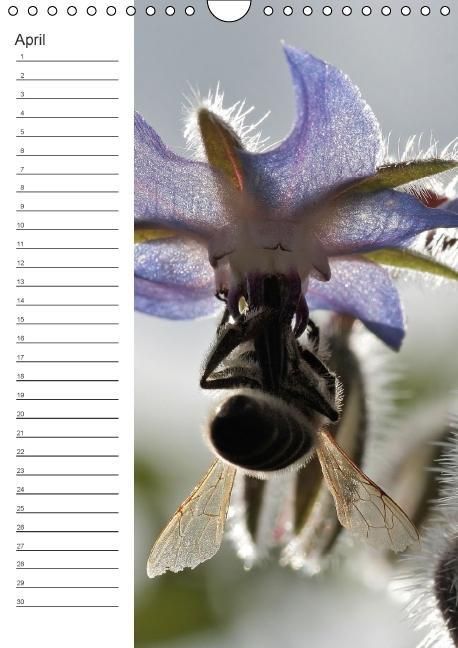 Produktbild: Tierische Kleinigkeiten / Geburtstagskalender (Wandkalender immerw&auml;hrend DIN A4 hoch)