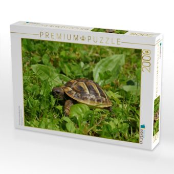 Produktbild: Griechisches Landschildkr&ouml;ten Baby (Puzzle)