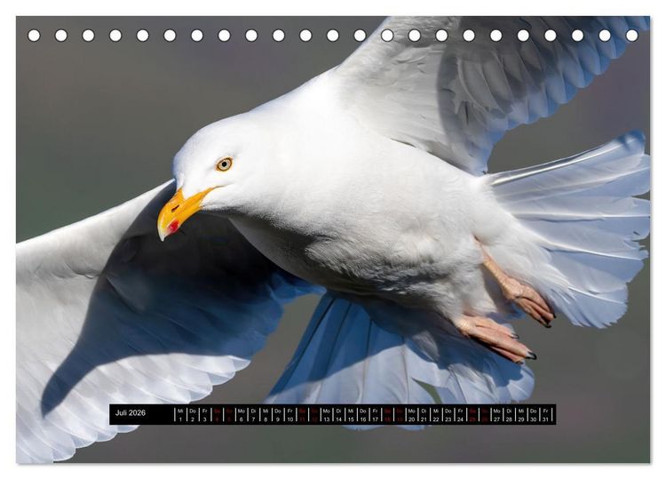 Produktbild: V&ouml;gel auf Island (Tischkalender 2026 DIN A5 quer), CALVENDO Monatskalender