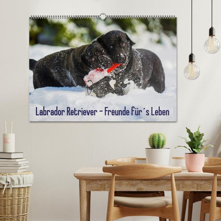 Produktbild: Labrador Retriever - Freunde f&uuml;r&acute;s Leben (Wandkalender 2026 DIN A2 quer), CALVENDO Monatskalender