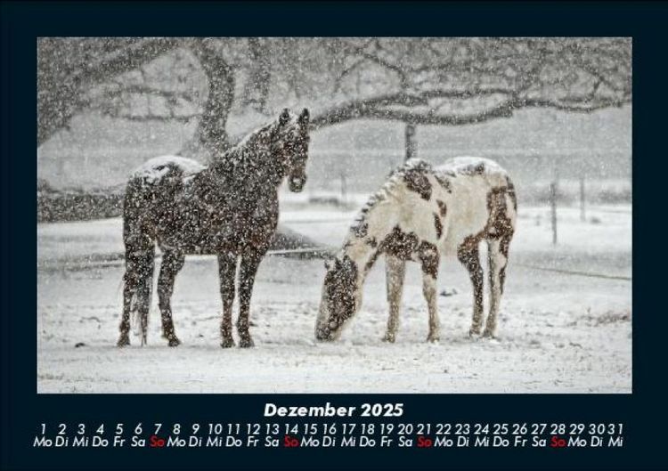 Produktbild: Die Welt der Pferde 2025 Fotokalender DIN A5