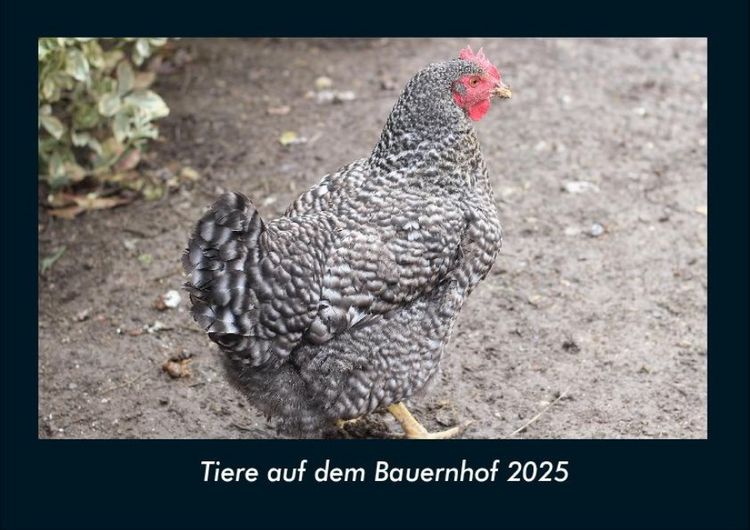 Produktbild: Tiere auf dem Bauernhof 2025 Fotokalender DIN A4