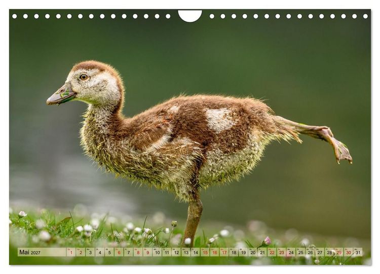 Produktbild: Gans sch&ouml;n wild (Wandkalender 2027 DIN A4 quer), CALVENDO Monatskalender
