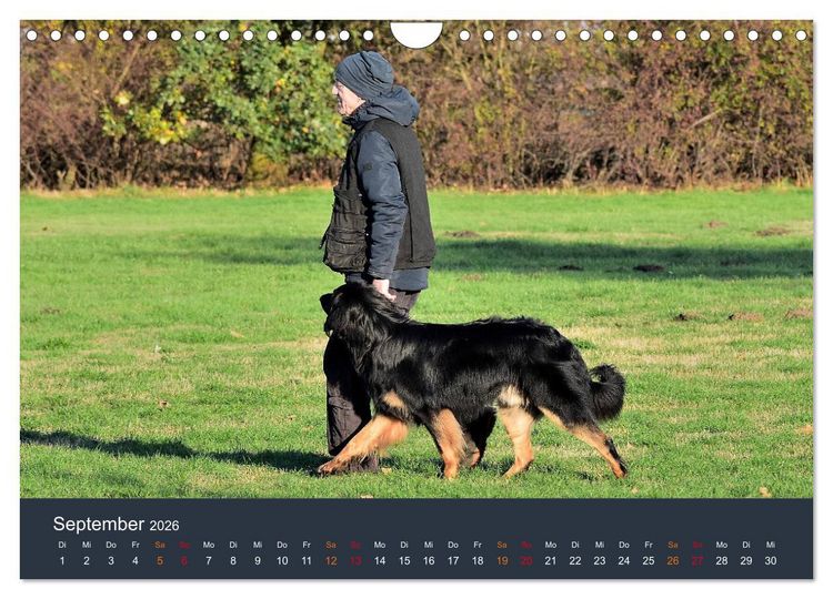 Produktbild: Ein Hovawart, ein Wachhund (Wandkalender 2026 DIN A4 quer), CALVENDO Monatskalender