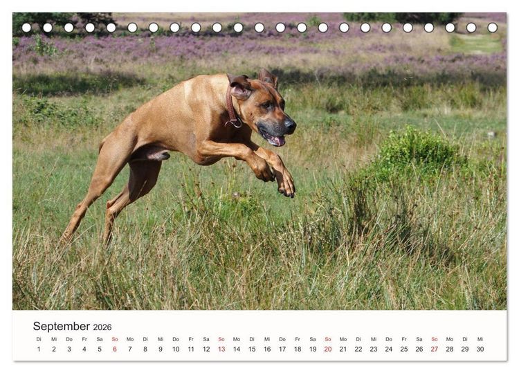 Produktbild: Rhodesian Ridgeback Sch&ouml;nheit aus Afrika (Tischkalender 2026 DIN A5 quer), CALVENDO Monatskalender