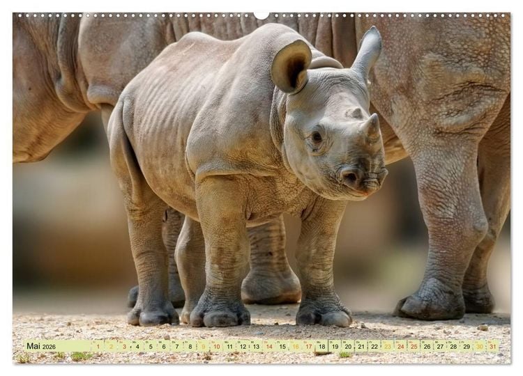 Produktbild: Bedrohte Tierart - Nashorn (Wandkalender 2026 DIN A2 quer), CALVENDO Monatskalender