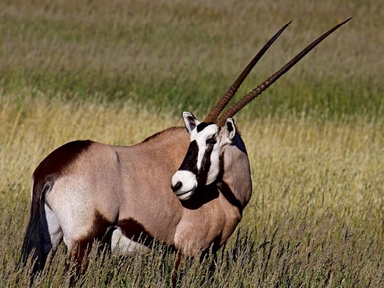 Produktbild: CALVENDO Puzzle Oryx im Gras, Afrika | 1000 Teile Lege-Gr&ouml;&szlig;e 64x48cm Foto-Puzzle f&uuml;r gl&uuml;ckliche Stunden