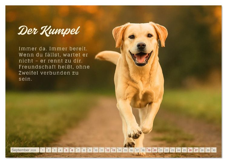 Produktbild: Hunde mit Charakter (Wandkalender 2026 DIN A4 quer), CALVENDO Monatskalender